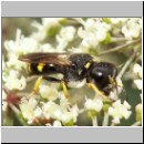 Ectemnius continuus - Grabwespe 09 10mm.jpg